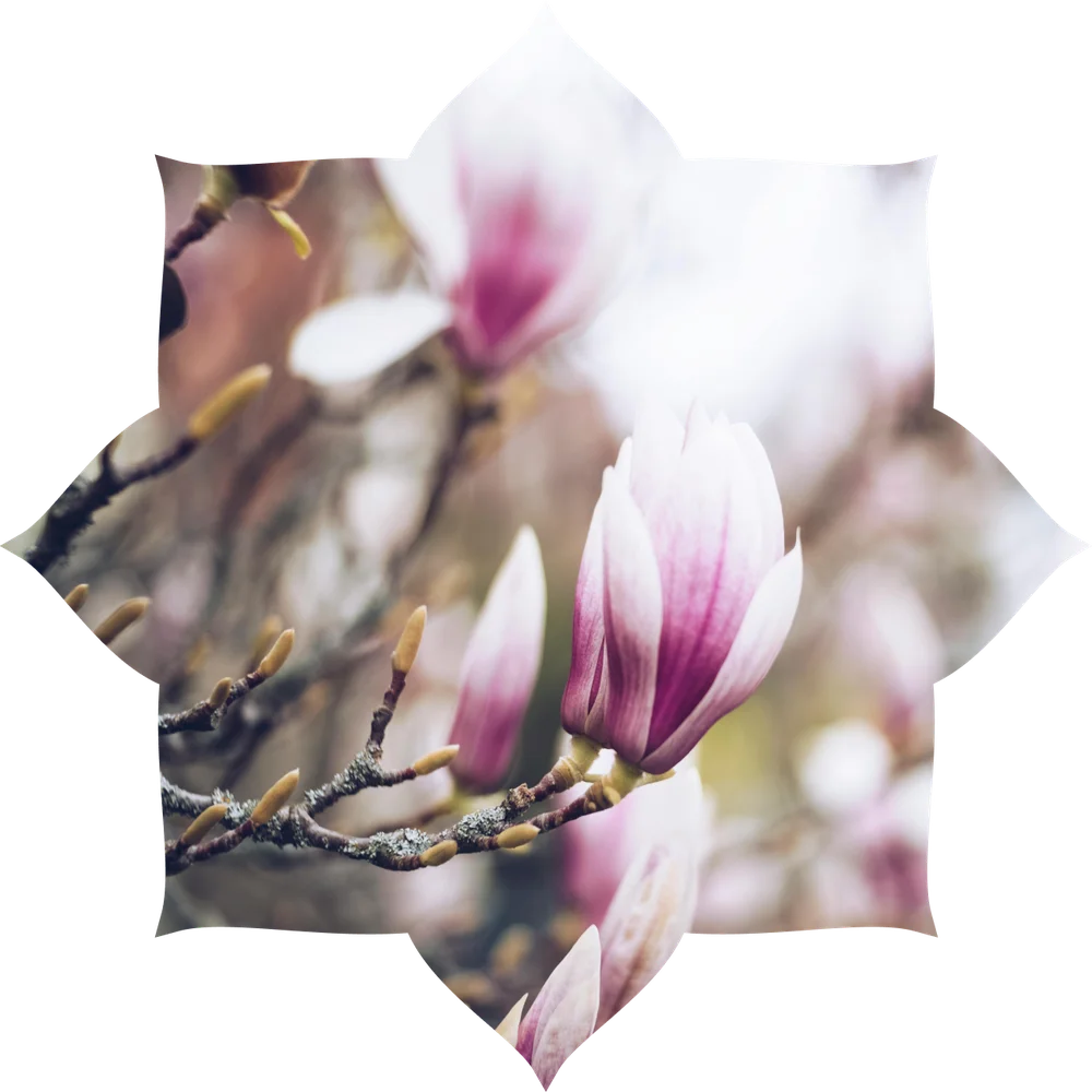 Ingeborg Robijn Levenseinde Doula